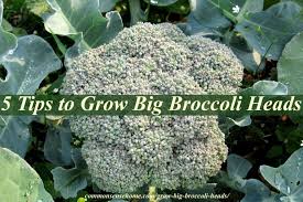 Broccoli f1 hybrid green comet. 5 Tips To Grow Big Broccoli Heads