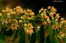 Image result for Pauridiantha paucinervis