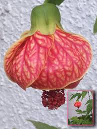 Image result for Abutilon longicuspe