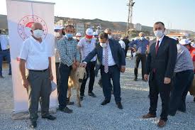 Cankiri Da Damizlik Koc Dagitimi Yapildi