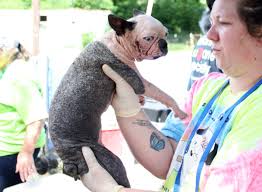 Some of our public shelters are state of the art, while some shelters need work. The Scabs To Riches Tale Of Alton Brown S New Rescue Dog Scabigail Atlanta Magazine