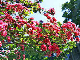 We did not find results for: How To Grow And Care For Hawthorn Lovethegarden