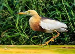 Rumahmu dekat dengan daerah persawahan? Klasifikasi Nama Latin Dan Deskripsi Burung Blekok Sawah Ardeola Speciosa Generasi Biologi