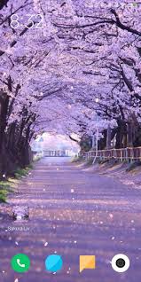 Download cherry blossom live wallpaper for android to mysterious east is associated with the beauty of the cherry blossoms (sakura). Cherry Blossom Live Wallpaper Download Apk Free For Android Apktume Com