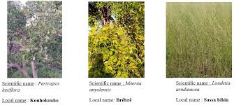 Image result for Loudetia arundinacea