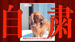 自粛犬】緊急事態宣言における犬の気持ち2 - YouTube