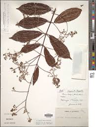 Image result for Ancylobothrys pyriformis