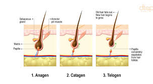 Noticeable thinning of the hair, meanwhile, is more likely to be related to illness. What Are The Causes Of Hair Fall Dr Tan Partners