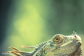 We did not find results for: Facts About Lizards Live Science