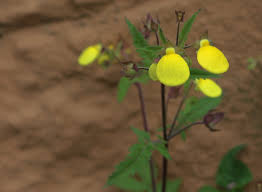 Image result for Calceolaria tripartita