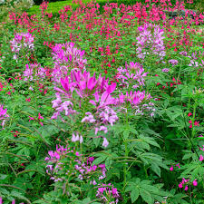 Image result for Cleome maculata