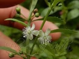 Image result for Scoparia