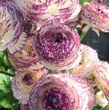 Image result for Ranunculus stagnalis