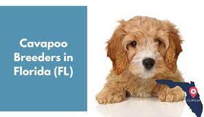 Puppyfinder.com is your source for finding an ideal cavapoo puppy for sale in maryland, usa area. 33 Cavapoo Breeders In Florida Fl Cavapoo Puppies For Sale Animalfate