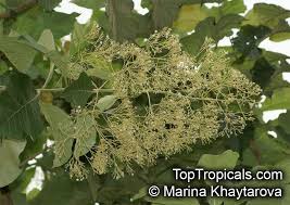 Image result for Tectona