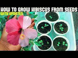 How To Grow Hibiscus From Seeds Full Updates Youtube Hibiscus Bush Growing Hibiscus Hibiscus Tree