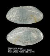 Image result for Galeomma