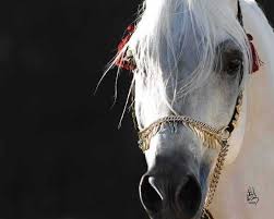 Egyptian Arabian Horses Stallion Horses Arabian Horse