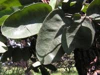 Image result for Dalbergia nitidula