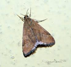 Image result for Pyrausta despicata
