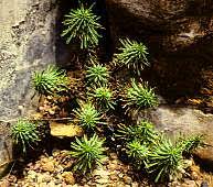 Image result for Euphorbia fortissima
