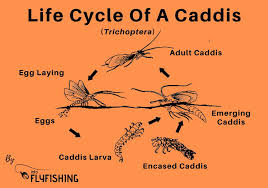 Fly Fishing With Caddisfly: An Angler's Guide - Into Fly Fishing