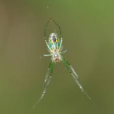 Meet the bright green spider that looks just like the clown in stephen king's horror film 'it'. Speed Dating The Spiders Iii The Orchard Spider Field Station