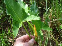 Peltandra virginica arum family (araceae) description: Peltandra Virginica Kiefer Nursery Trees Shrubs Perennials