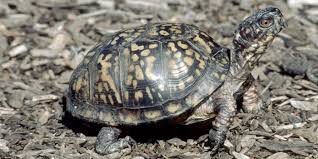 Feed your pet box turtle two types of food. Eastern Box Turtle Smithsonian S National Zoo