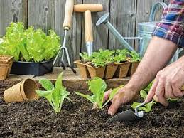 Achten sie darauf, dass die pflanzen etwa 30 zentimeter abstand zueinander haben, da sie recht wüchsig sind. Selbstversorger Garten Gemuse Pflanzen Februar 2019 Familienheim Und Garten