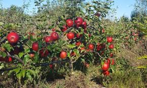 Gala apples on the trees and in the bins! Apple Tree Dwarf Apple Tree Fruit Tree Grapes All Shipped Etsy
