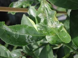Anthracnose, sometimes called leaf blight, is a disease mostly affecting older or weakened lemon trees. My Lemon Tree Leaves Startt O Curl And Behind The Sick Leaves Is A Sort Of Fungus What Do I Use To Spray The Tree
