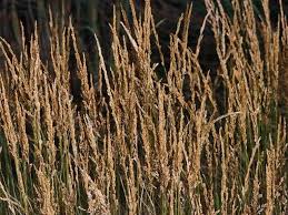 Image result for Agrostis