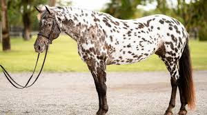 Check spelling or type a new query. Cheboygan S Supermodel Mare