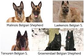 Bred near the city of malines in northwestern belgium, mals are one of four herding breeds from this country, each named after a particular area. Differences Between German Shepherd And Belgian Shepherd Dogs