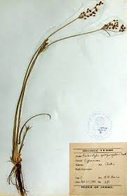 Image result for Fimbristylis quinquangularis