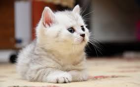 I'm cute and playful but a bit shy. Free Photo White Kitten Adorable Cat Cute Free Download Jooinn