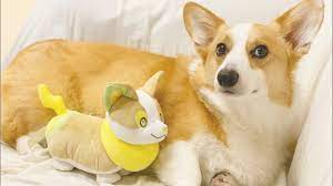 Real-Life Corgi Befriends Life-Sized Pokémon Yamper Plush - Interest -  Anime News Network