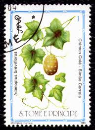 Image result for Lagenaria breviflora