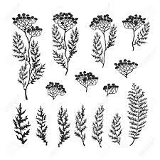 Check spelling or type a new query. Vector Black And White Illustration Set Of Herbs Plants And Royalty Free Cliparts Vectors And Stock Illustration Image 122619534