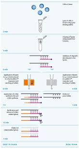 Trendline support + horizontal support + bullish smi. Âµmacs And Multimacs Cdna Synthesis Kits Mrna Isolation And Cdna Synthesis Nucleic Acid And Protein Isolation And Analysis Macs Molecular Analysis Products Miltenyi Biotec Deutschland