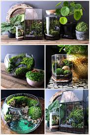 Doodle Bird Terrariums Indoor Water Garden Beautiful Terrariums Garden Terrarium