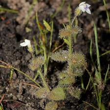 Image result for Linderniaceae