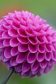 A Pink Coronet Dahlia Desktop Background 320x480 Pixels Flowers Rare Flowers Beautiful Flowers