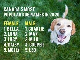 Noah, liam, and benjamin were the most popular baby boy names across the majority of ontario cities. Canada S Most Popular Dog Names In 2020 Laptrinhx News