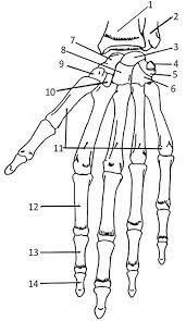Free coloring sheets to print and download. Color The Bones Of The Hand Anatomy Coloring Book Anatomy Bones Bones Of The Hand