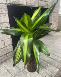 Image result for Dracaena steudneri
