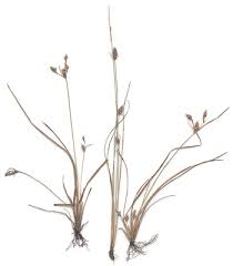 Image result for Fimbristylis