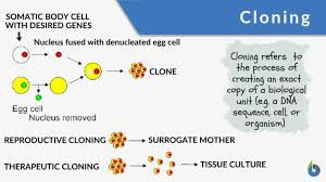 The copied material, which has the same genetic makeup as the original, is referred to as a clone. Keit3fod4uwp7m