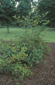 Since they are all in sort of a corner area, i don't really have a straight line of bushes where i could just trellis them in a line. Growing Upright Blackberries Finegardening